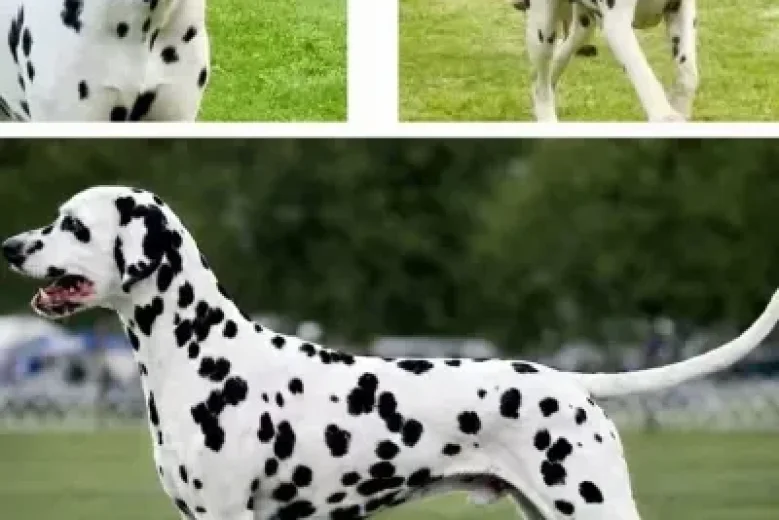 Dalmatian