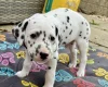 Dalmatian