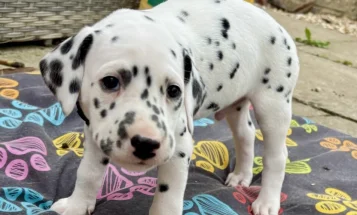 Dalmatian