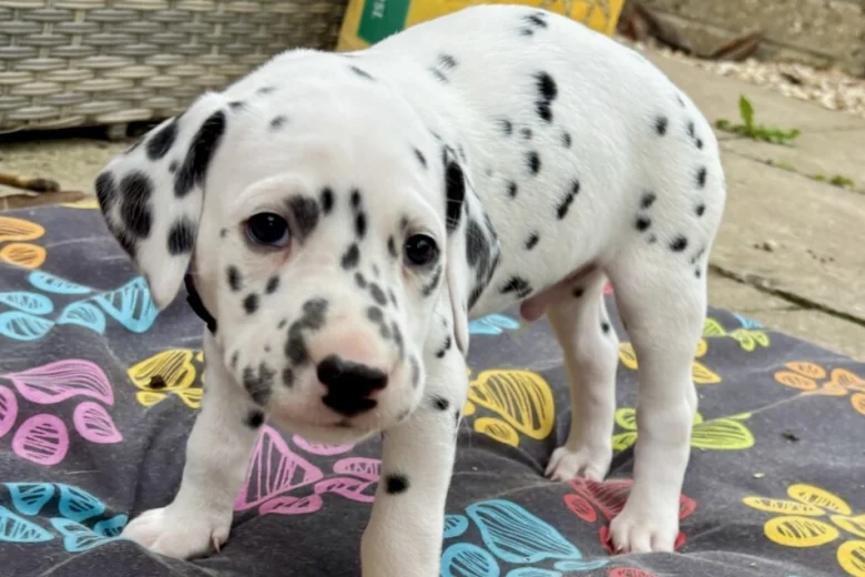 Dalmatian