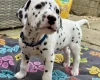 Dalmatian