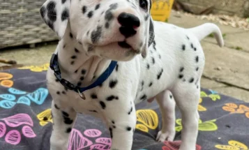 Dalmatian