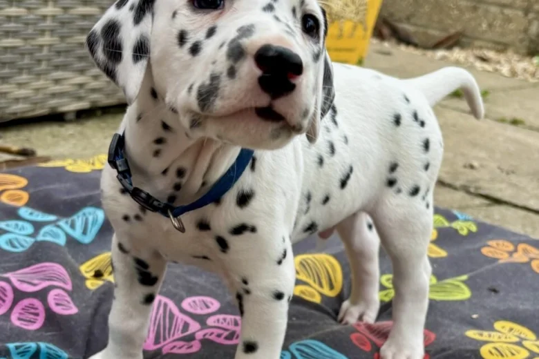Dalmatian