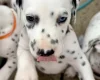 Dalmatian