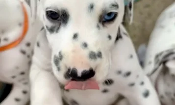 Dalmatian