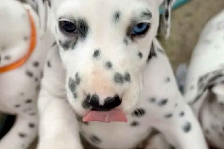 Dalmatian
