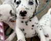 Dalmatian
