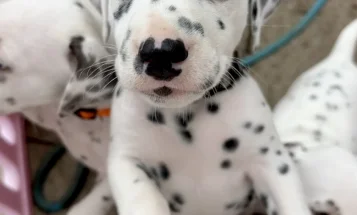 Dalmatian