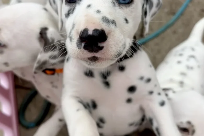 Dalmatian