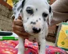 Dalmatian