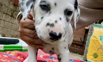Dalmatian