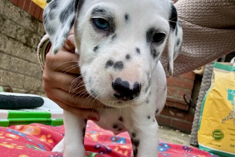 Dalmatian