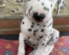Dalmatian
