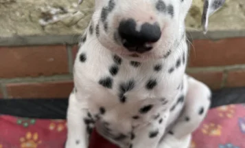 Dalmatian