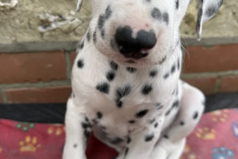 Dalmatian