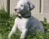 Dalmatian