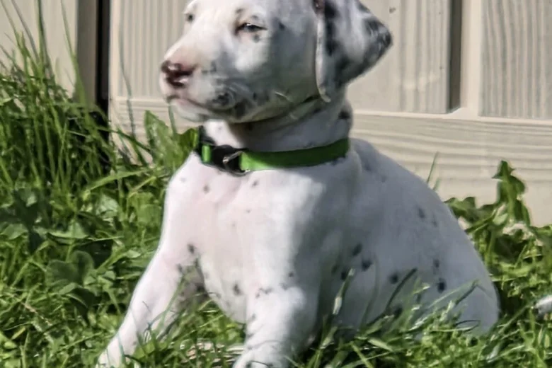 Dalmatian
