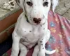 Dalmatian