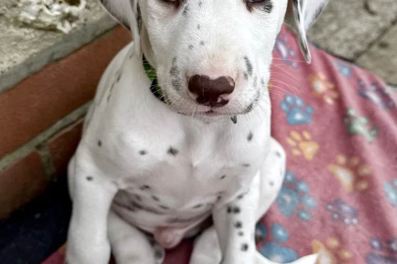 Dalmatian