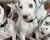 Dalmatian