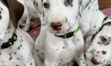 Dalmatian