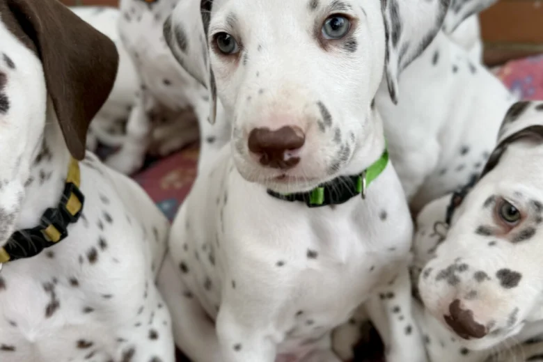 Dalmatian