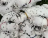 Dalmatian