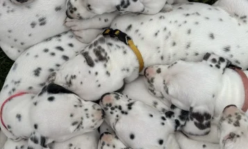 Dalmatian