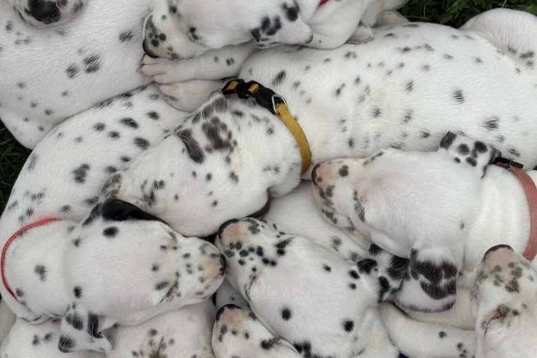 Dalmatian