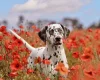 Dalmatian