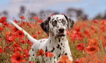Dalmatian