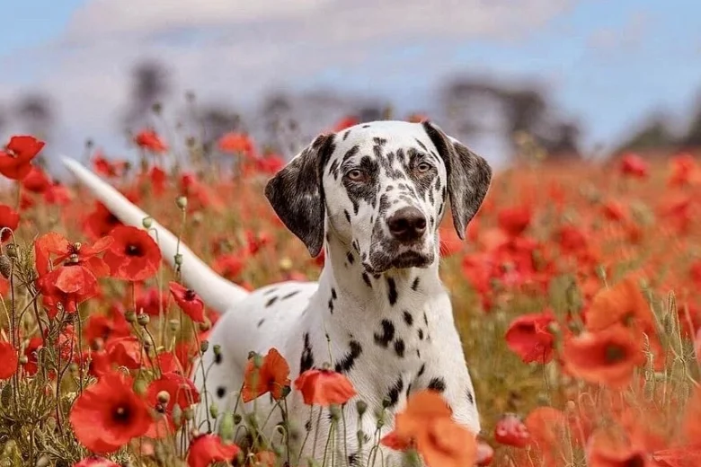 Dalmatian