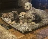 Dandie Dinmont Terrier