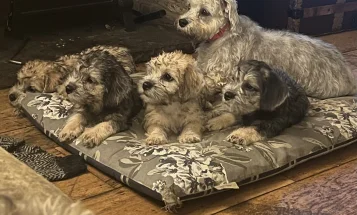 Dandie Dinmont Terrier