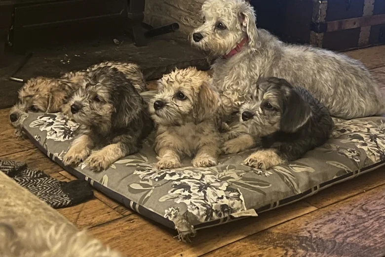 Dandie Dinmont Terrier