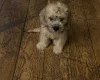Dandie Dinmont Terrier