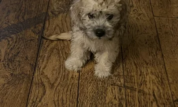 Dandie Dinmont Terrier