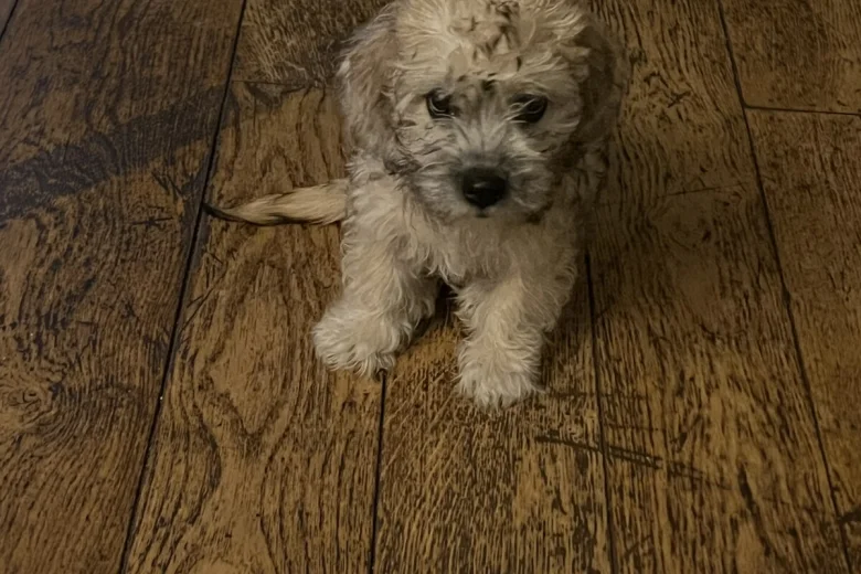 Dandie Dinmont Terrier