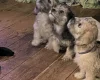 Dandie Dinmont Terrier