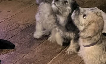 Dandie Dinmont Terrier