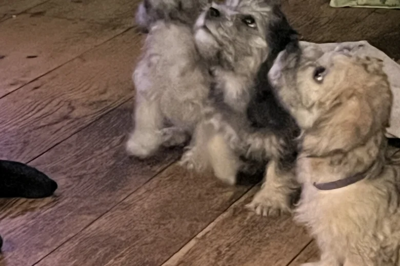 Dandie Dinmont Terrier