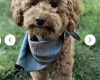 Cavapoo