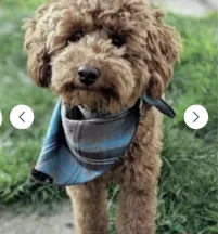 Ralphie