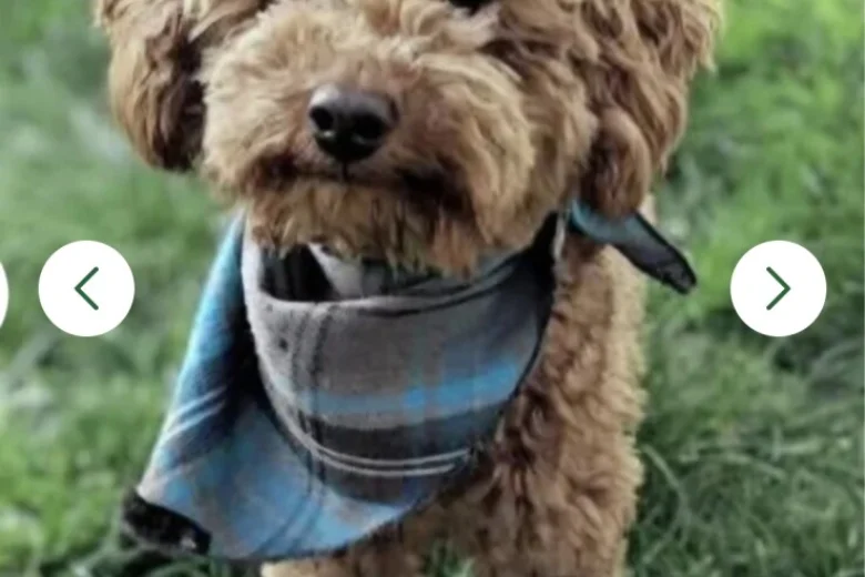 Cavapoo