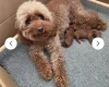 Cavapoo