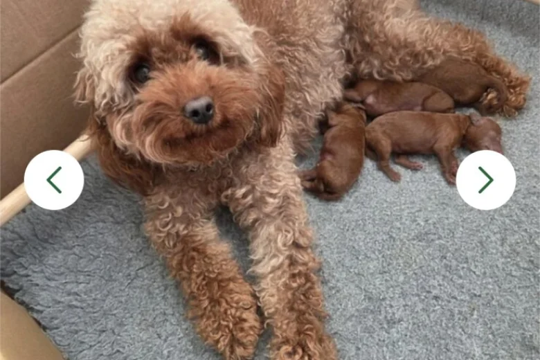 Cavapoo