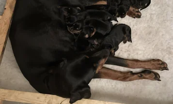 Doberman