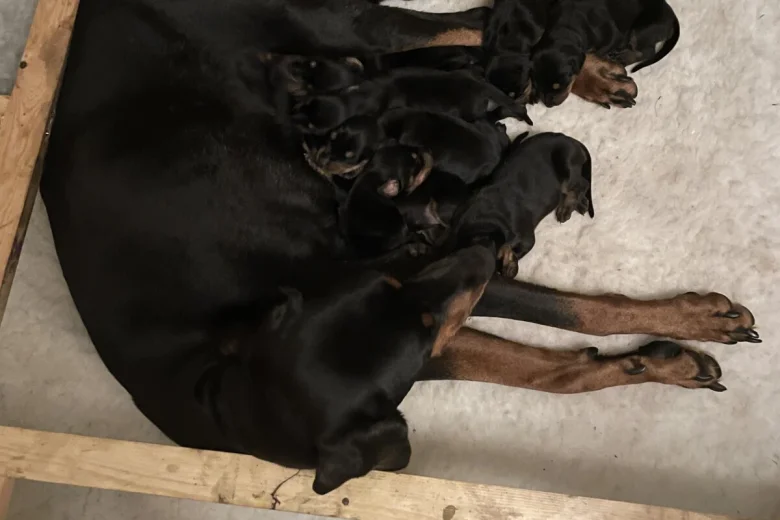 Doberman