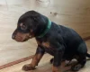 Doberman