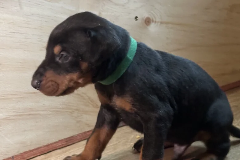 Doberman